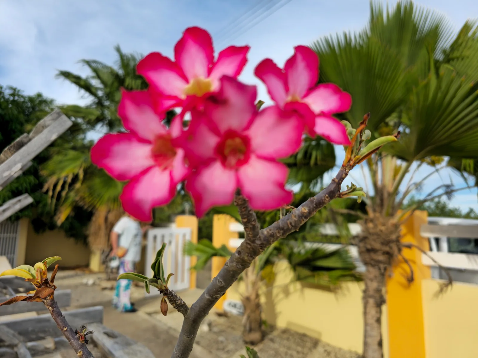 Tropical pink flowers on Bonaire