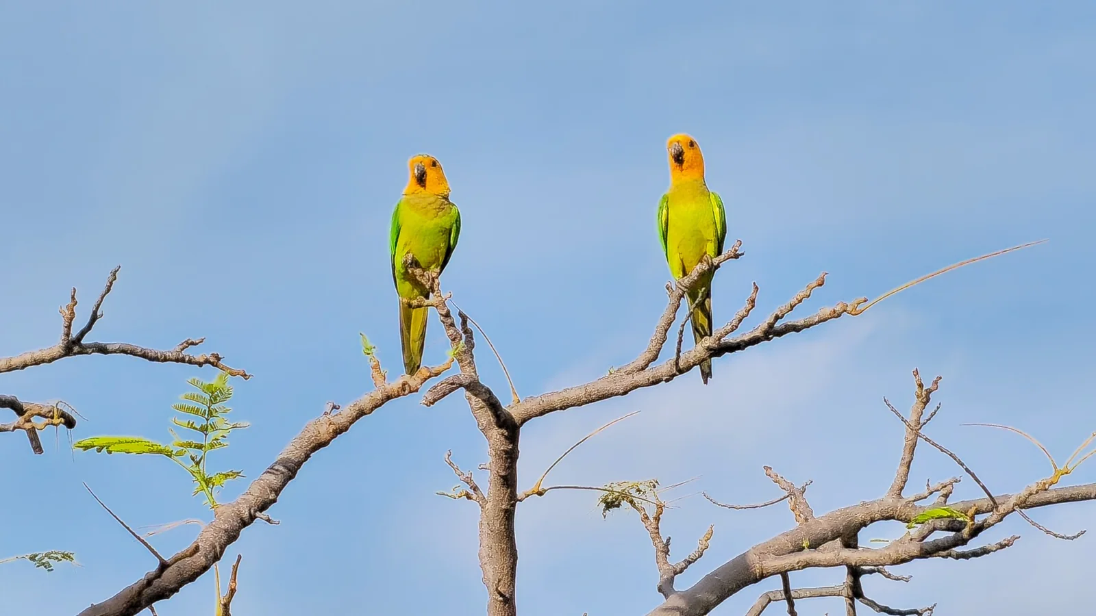 Two colorful parakeets on Bonaire
